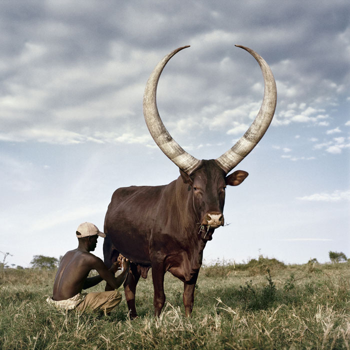 ankole3.jpg