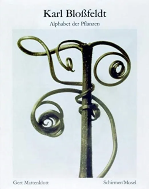 Fotografía de Karl Blossfeldt - Archivo de fotógrafos | Z.Fp