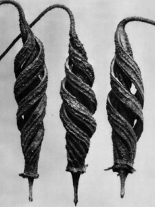 Karl Blossfeldt